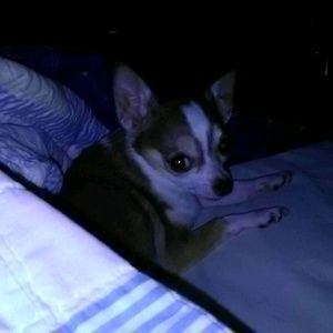 Meet your Posher, Wanda